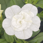 Calibrachoa PortuCal Double White